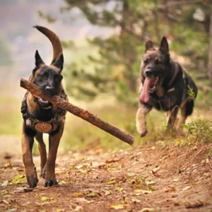 seguros para mascotas